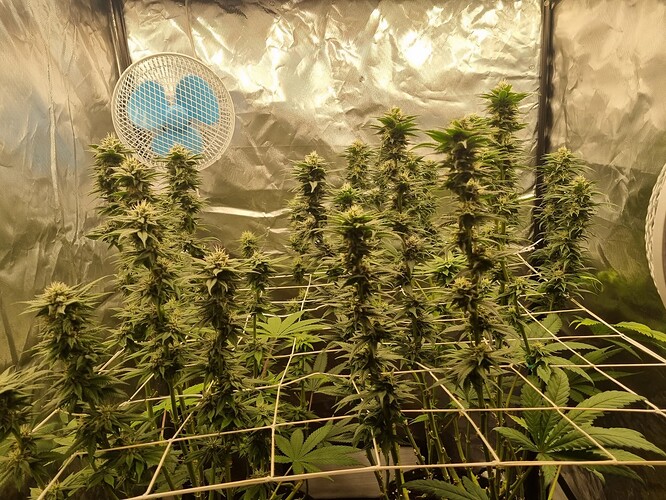 Growreport Bild 28