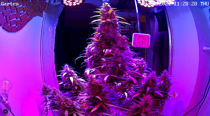 Growreport Bild 4
