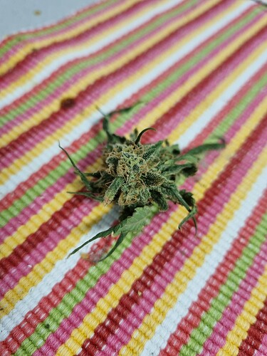 Growreport Bild 32