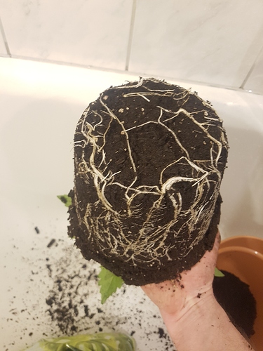 Growreport Bild 2
