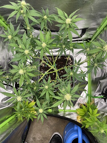 Growreport Bild 4