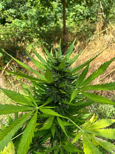 Growreport Bild 16