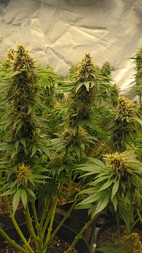 Growreport Bild 10
