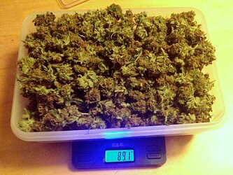 Growreport Bild 15