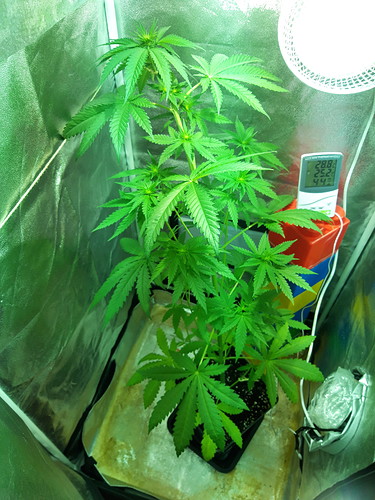 Growreport Bild 7