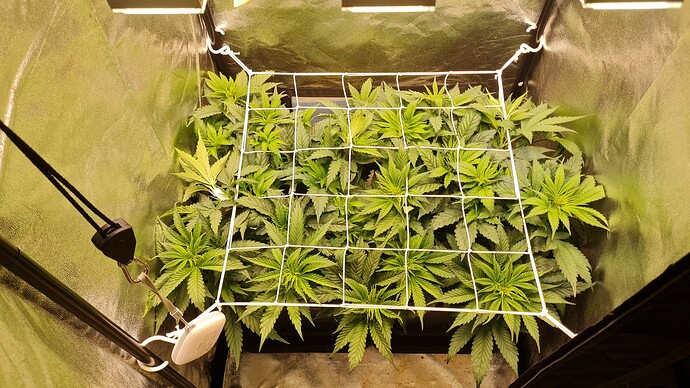 Growreport Bild 5
