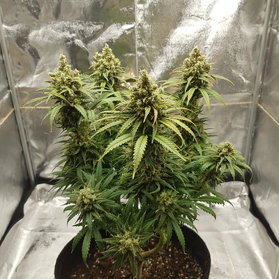 Growreport Bild 9