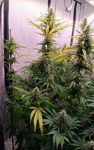 Growreport Bild 4