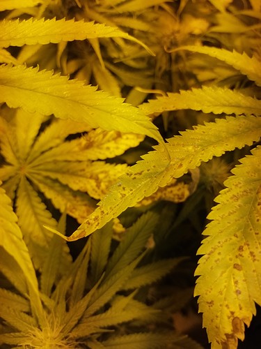 Growreport Bild 9