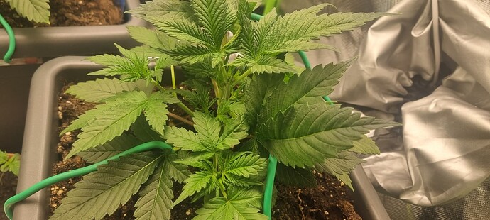 Growreport Bild 7