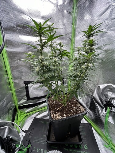 Growreport Bild 3
