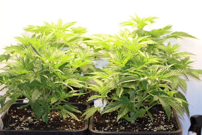 Jahresabschlussgrow 2023 // #4. Grow mit Vorzucht im DIY Schrank //