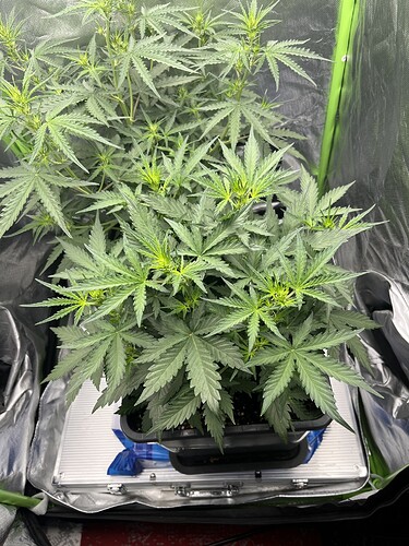 Growreport Bild 13