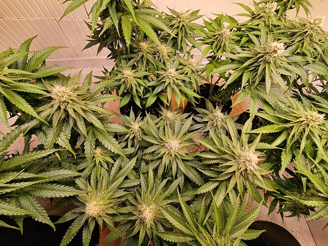 Growreport Bild 6