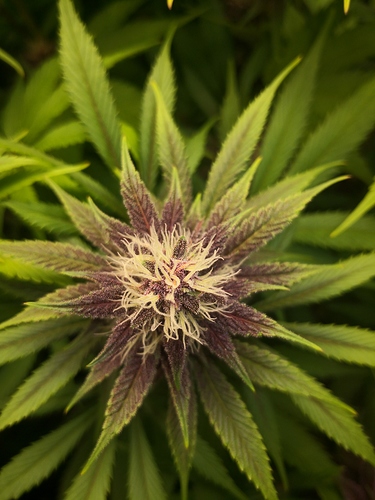 Growreport Bild 7