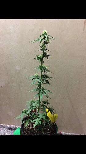 Growreport Bild 16