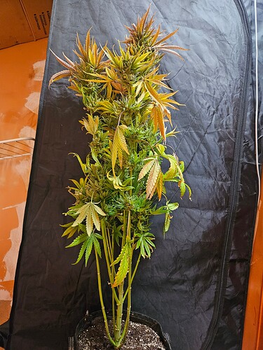 Growreport Bild 2