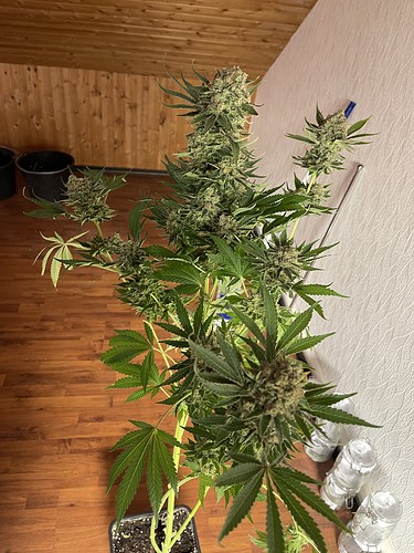 Growreport Bild 47