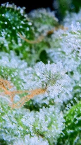 Growreport Bild 28