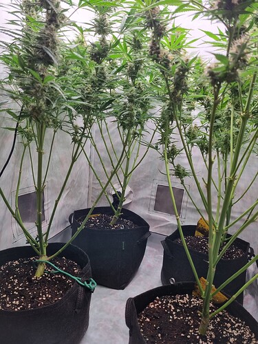 Growreport Bild 1