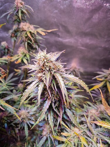 Growreport Bild 8