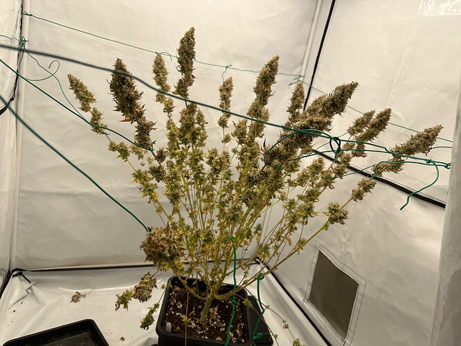 Growreport Bild 1