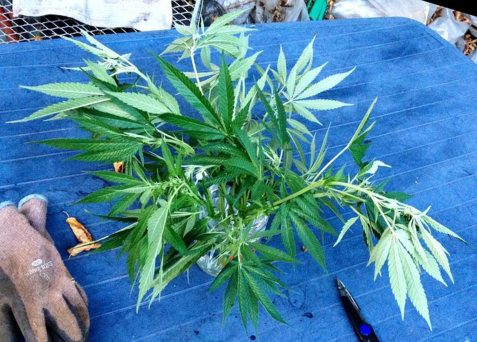 Growreport Bild 18