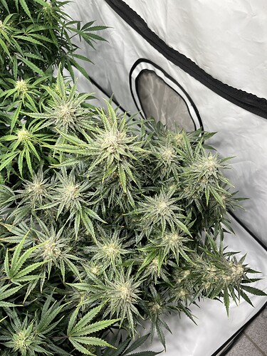 Growreport Bild 5