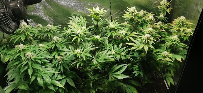 Growreport Bild 31