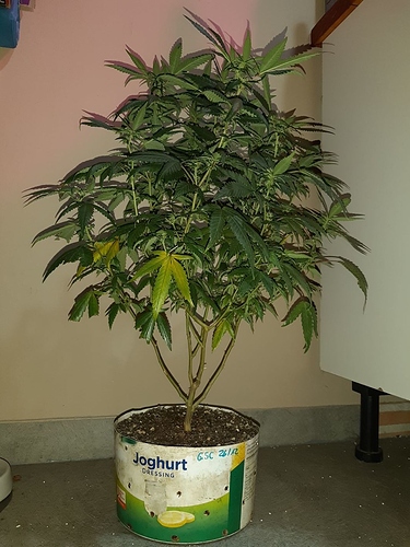 Growreport Bild 4