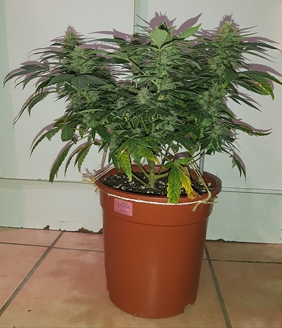 Growreport Bild 1