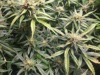 Growreport Bild 4