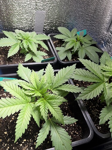 Growreport Bild 10