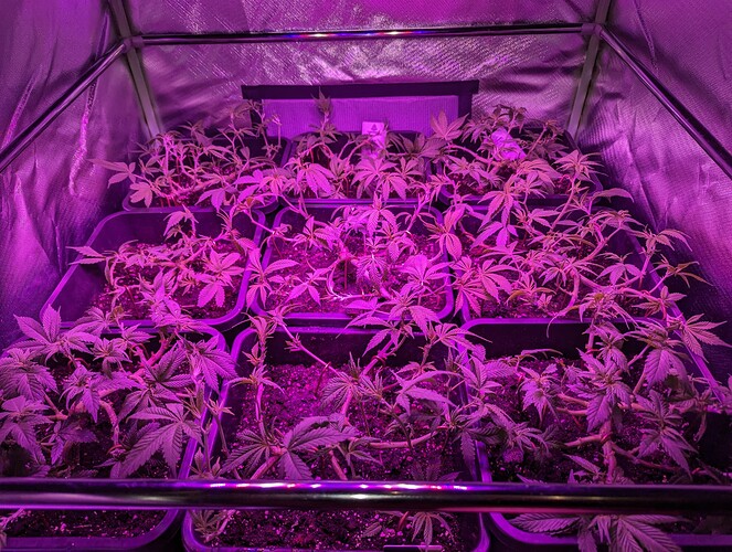 Growreport Bild 2