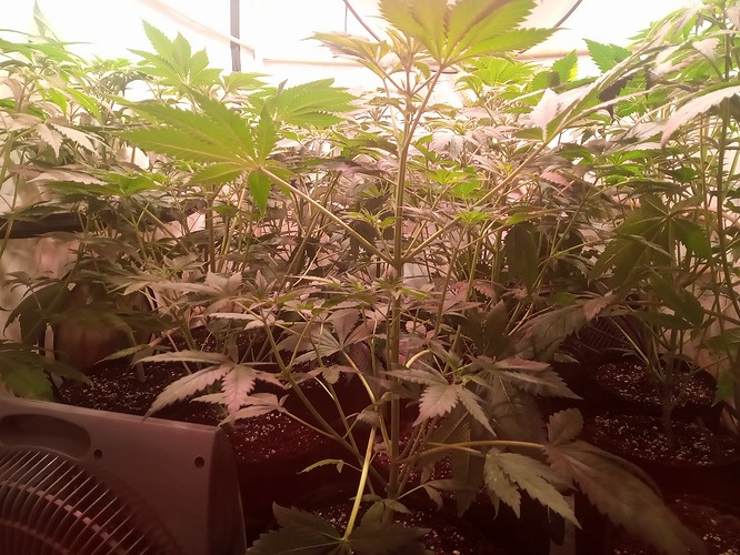 Growreport Bild 35