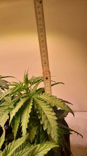 Growreport Bild 13