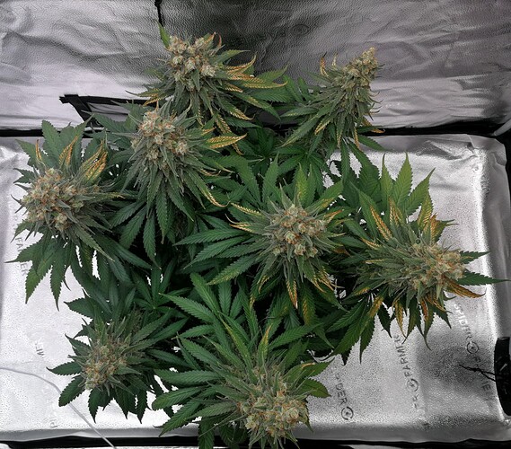 Growreport Bild 2