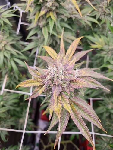 Growreport Bild 23