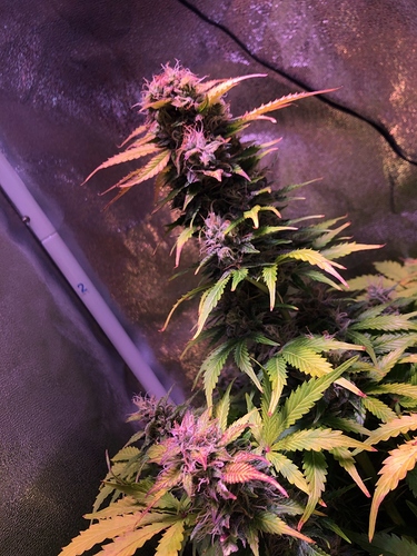 Growreport Bild 3