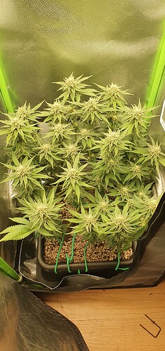 Growreport Bild 1