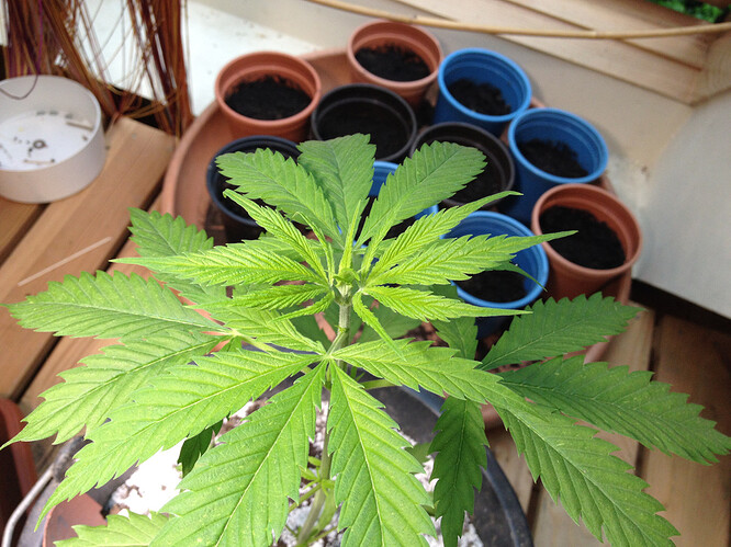 Growreport Bild 41