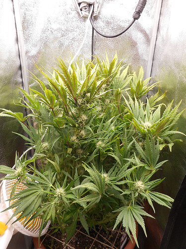 DSCN3654