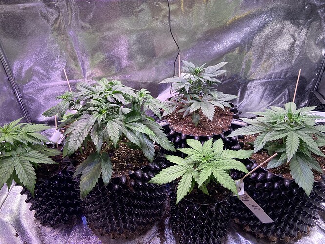 Growreport Bild 12