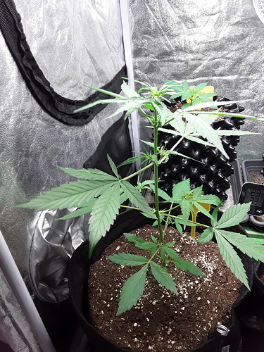 Growreport Bild 15