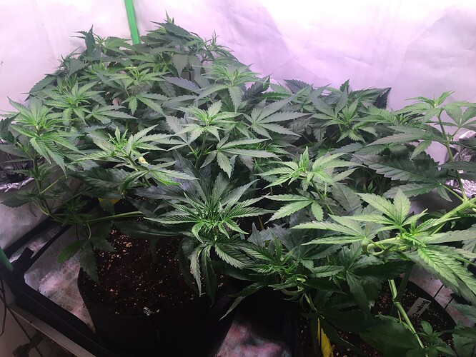 Growreport Bild 3