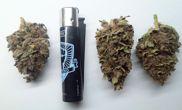 Growreport Bild 1