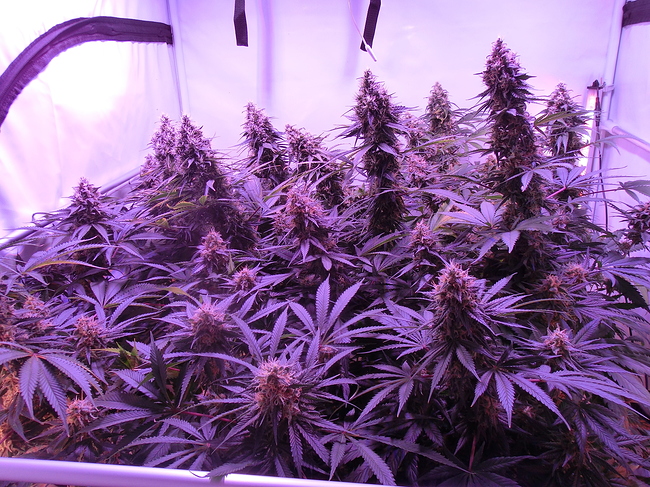 Growreport Bild 9