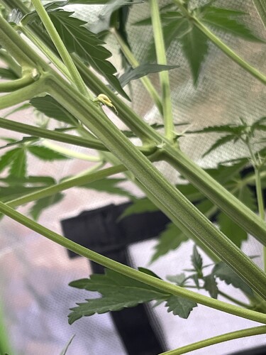 Growreport Bild 31