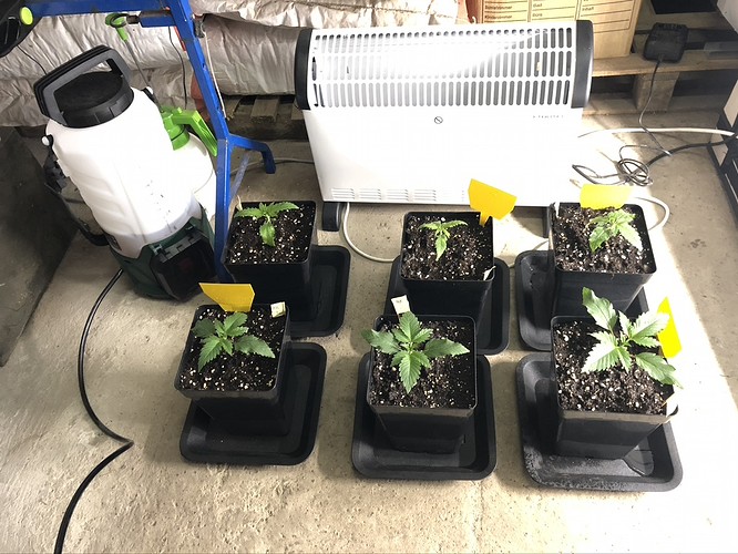 Growreport Bild 3
