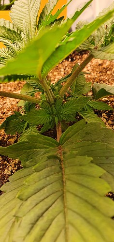 Growreport Bild 13